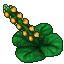 large pearl flower