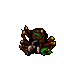 dead tarantula