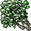 snowy birch tree