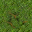 grass