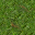 grass