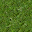 grass