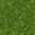 grass