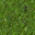 grass