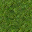 grass