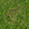 grass