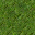 grass