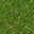 grass