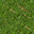 grass