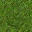 grass