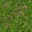 grass