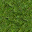 grass