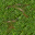grass
