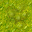 swamp