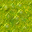 swamp