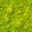 swamp