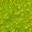 swamp