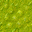 swamp