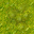swamp