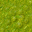 swamp