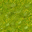 swamp