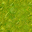 swamp