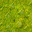 swamp