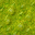 swamp