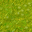 swamp
