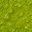 swamp
