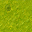 swamp