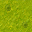 swamp