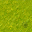 swamp