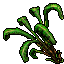 banana tree
