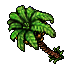 coconut palm