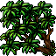 mango tree