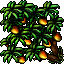 mango tree