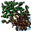 mangrove