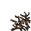 dry mangrove