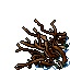 dry mangrove