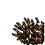 sugar cane