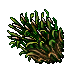 sugar cane
