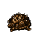 dead thornback tortoise