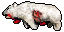 dead bear