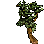 large branch