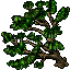 pine