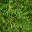 jungle grass