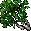birch
