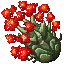 jade plant