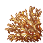 thornpeak grass